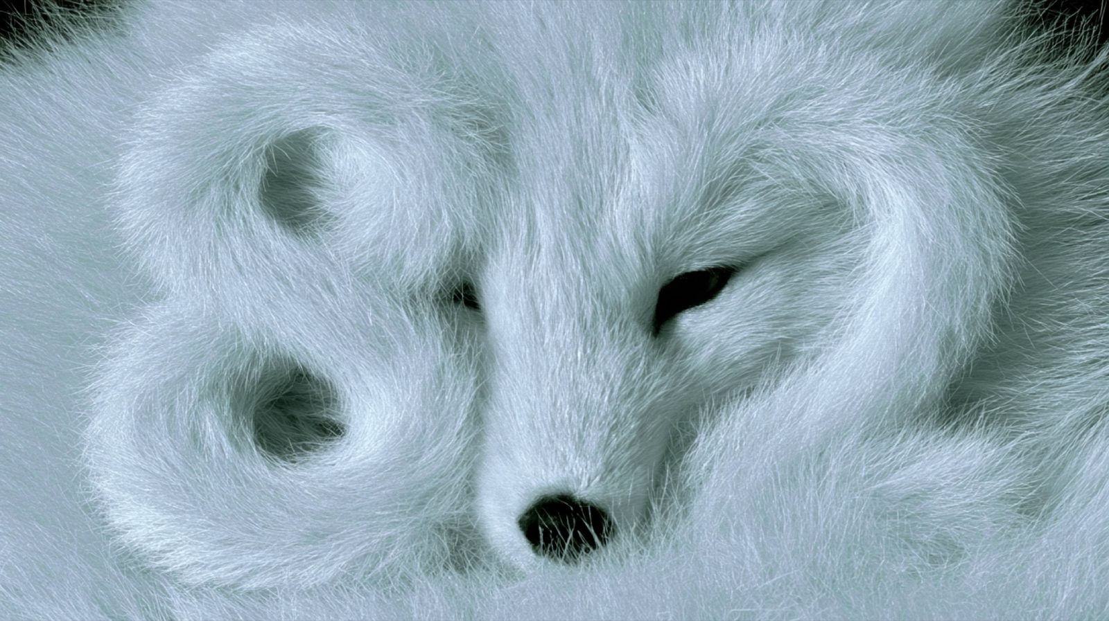 8.2 in fox fur
