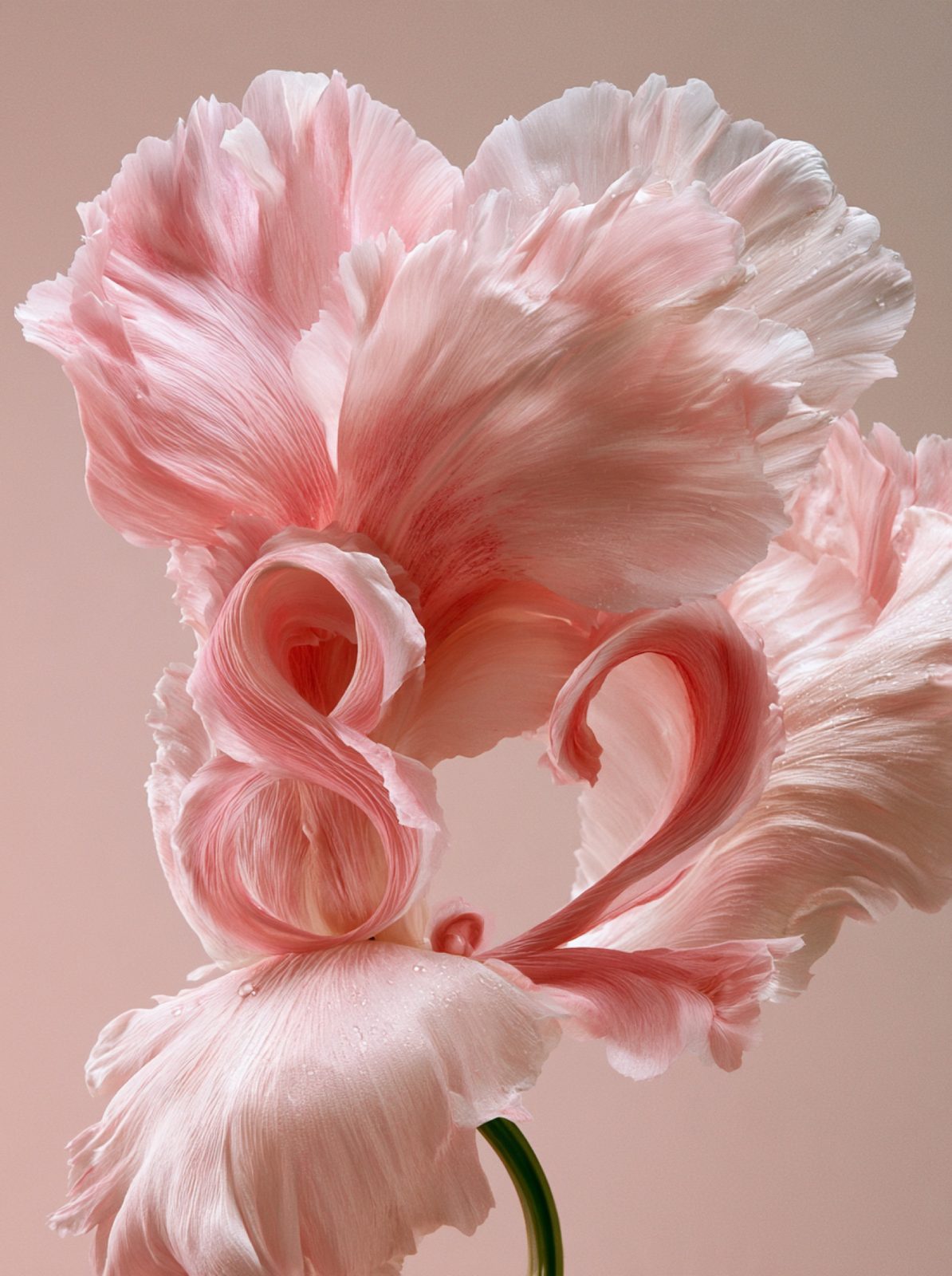 8.2 in petals